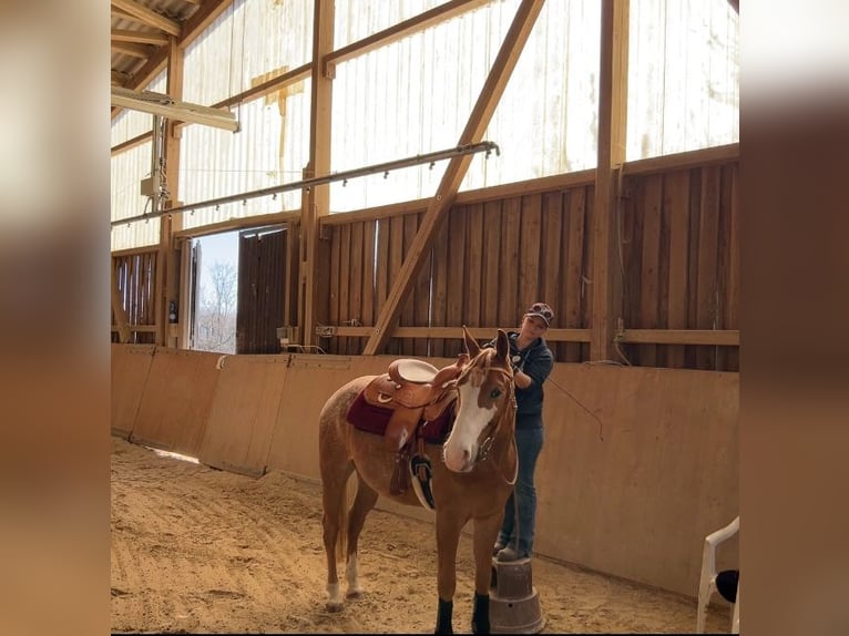 Appaloosa Wallach 5 Jahre 153 cm in Greifenstein