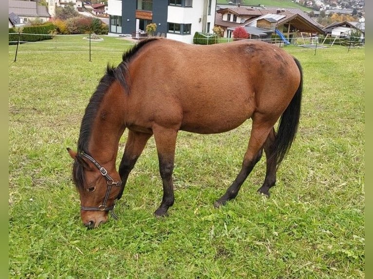 Appaloosa Mix Wallach 5 Jahre 154 cm Brauner in Medraz Appaloosa Mix Wallach 5 Jahre 154 cm Brauner in Medraz