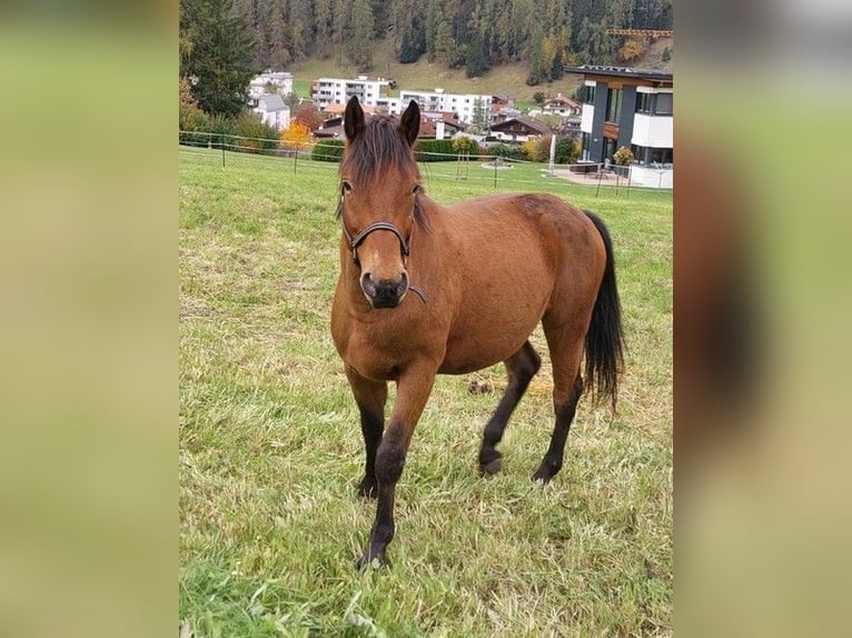 Appaloosa Mix Wallach 5 Jahre 154 cm Brauner in Medraz Appaloosa Mix Wallach 5 Jahre 154 cm Brauner in Medraz