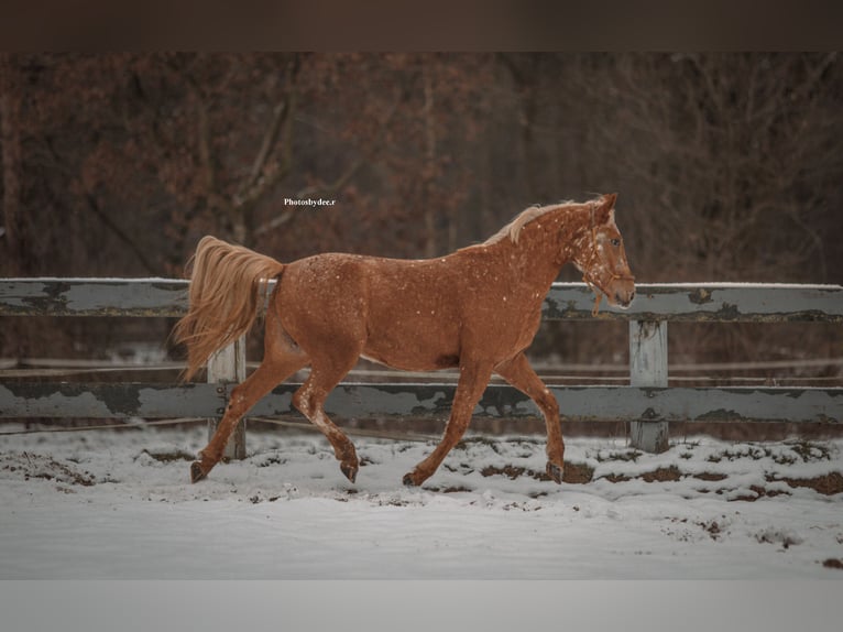 Appaloosa Mix Wallach 5 Jahre 155 cm Tigerschecke in Heeze