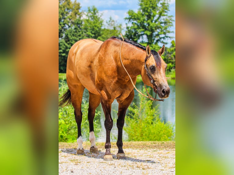 Appaloosa Wallach 5 Jahre 160 cm Buckskin in Robards