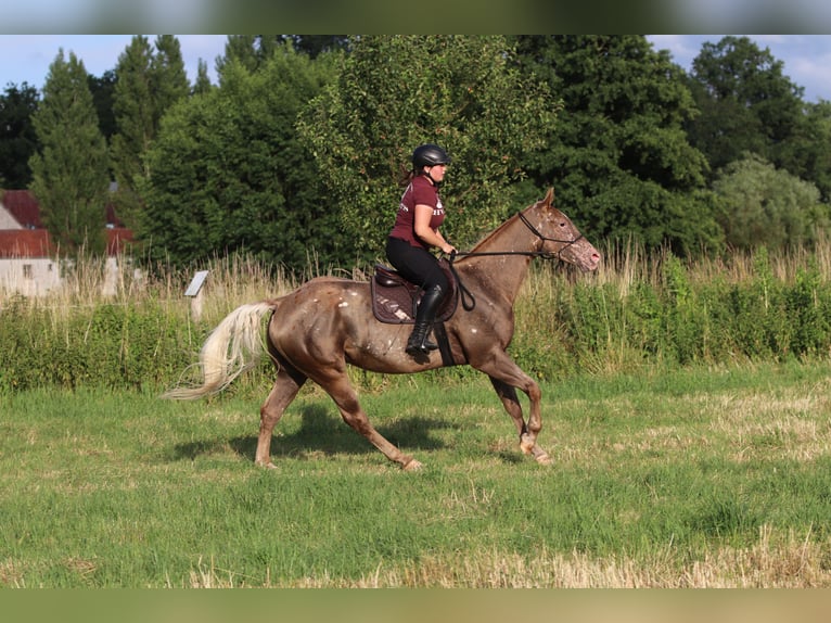 Appaloosa Mix Wallach 5 Jahre 160 cm in Schnega