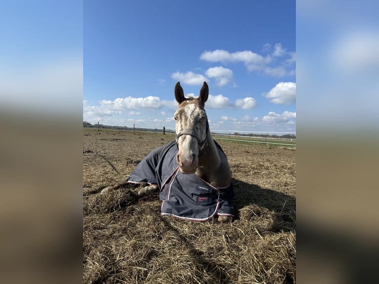 Appaloosa Mix Wallach 5 Jahre 160 cm in Schnega