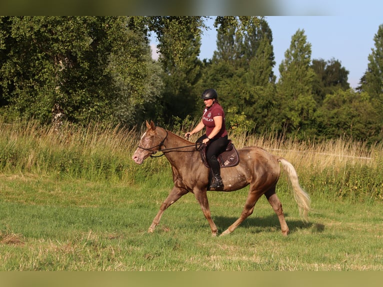 Appaloosa Mix Wallach 5 Jahre 160 cm in Schnega