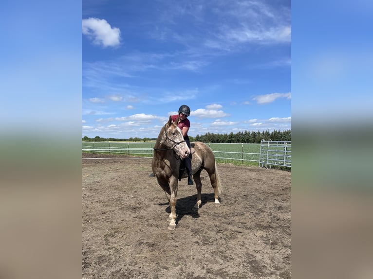 Appaloosa Mix Wallach 5 Jahre 160 cm in Schnega