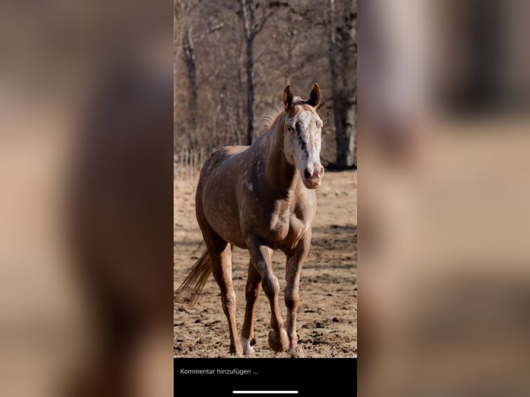 Appaloosa Mix Wallach 5 Jahre 160 cm in Schnega