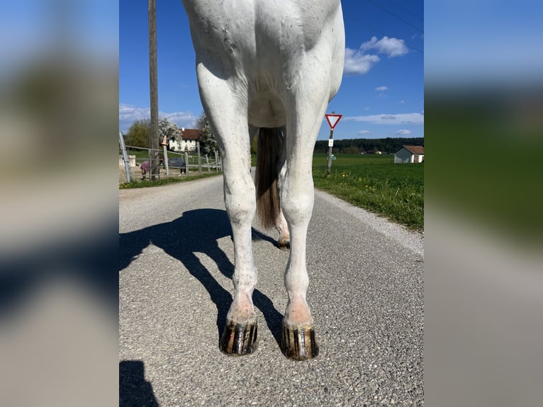 Appaloosa Wallach 5 Jahre 161 cm  in GROTE-BROGEL
