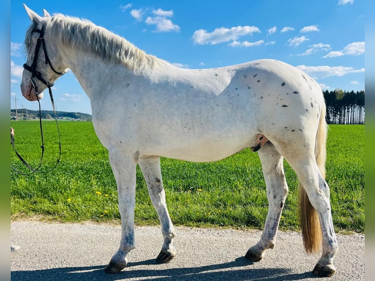 Appaloosa Wallach 5 Jahre 161 cm  in GROTE-BROGEL