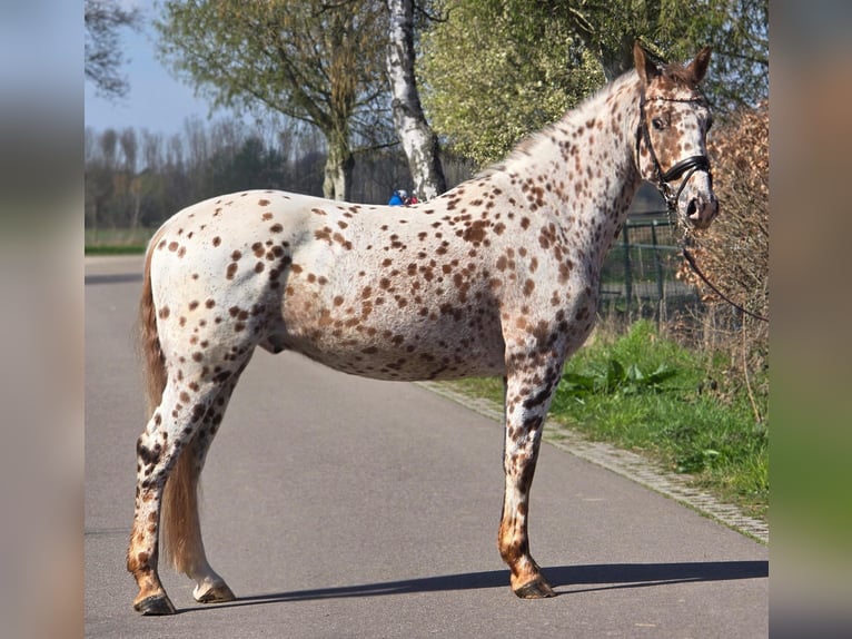 Appaloosa Wallach 5 Jahre 164 cm Tigerschecke in Someren