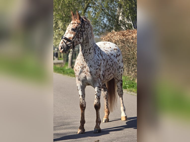 Appaloosa Wallach 5 Jahre 164 cm Tigerschecke in Someren