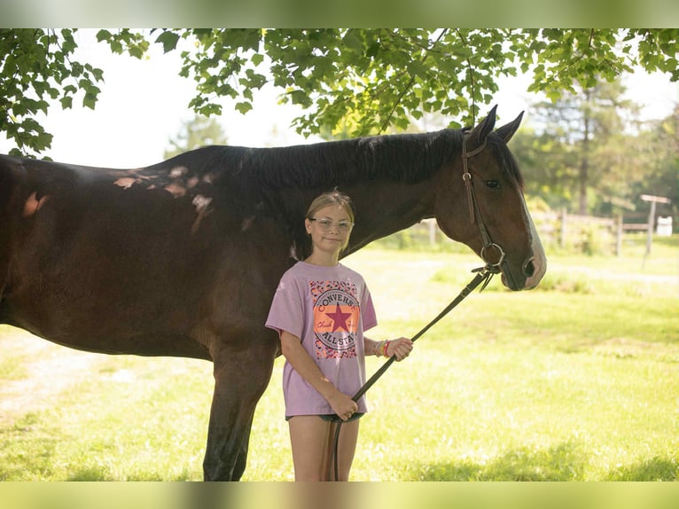 Appaloosa Wallach 5 Jahre 165 cm Rotbrauner in New Holland