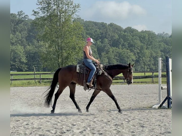 Appaloosa Wallach 5 Jahre 165 cm Rotbrauner in New Holland