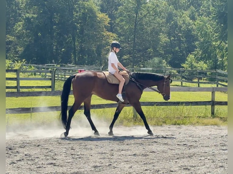 Appaloosa Wallach 5 Jahre 165 cm Rotbrauner in New Holland
