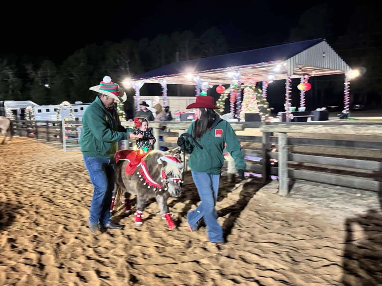 Appaloosa Wallach 5 Jahre 97 cm Rotbrauner in Huntland TN