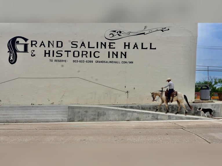 Appaloosa Wallach 5 Jahre Buckskin in Grand Saline, TX