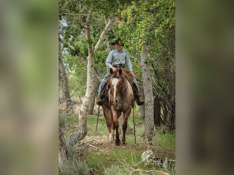 Appaloosa Wallach 5 Jahre Dunkelfuchs in Cody