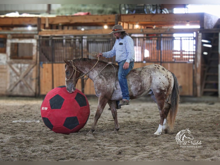 Appaloosa Wallach 5 Jahre Dunkelfuchs in Cody