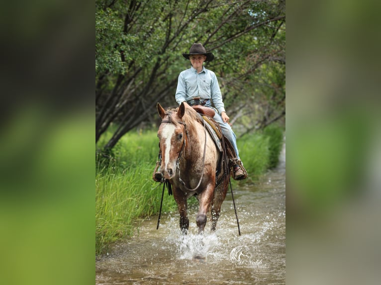 Appaloosa Wallach 5 Jahre Dunkelfuchs in Cody