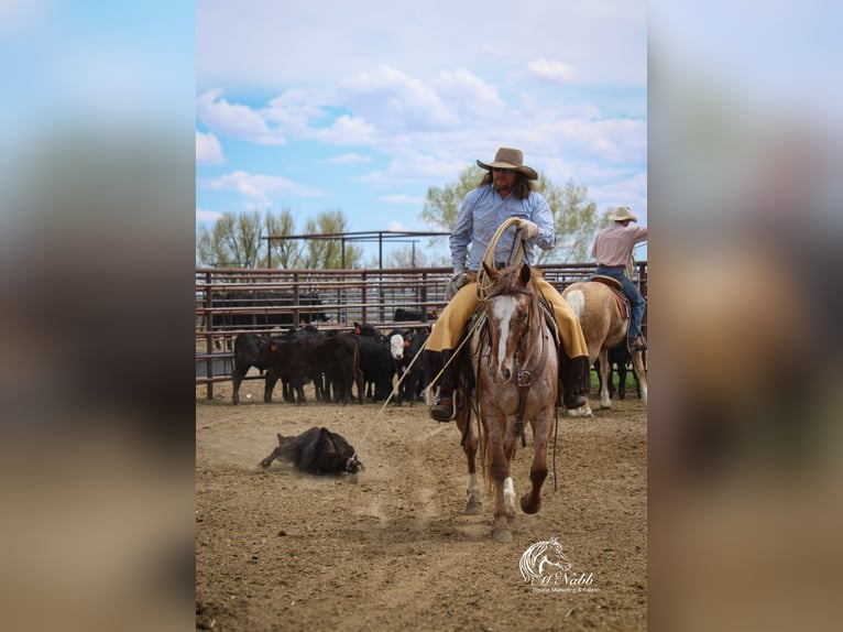 Appaloosa Wallach 5 Jahre Dunkelfuchs in Cody