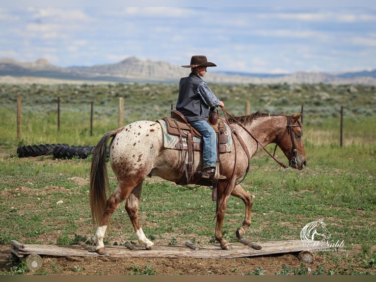 Appaloosa Wallach 5 Jahre Dunkelfuchs in Cody