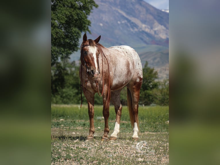 Appaloosa Wallach 5 Jahre Dunkelfuchs in Cody