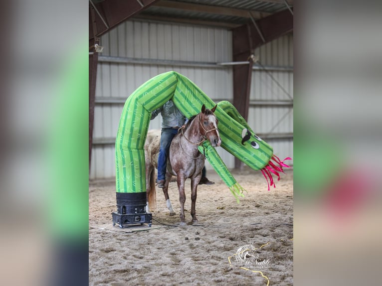Appaloosa Wallach 5 Jahre Dunkelfuchs in Cody