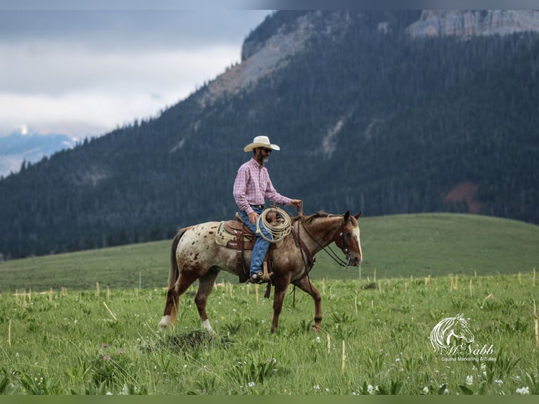 Appaloosa Wallach 5 Jahre Dunkelfuchs in Cody
