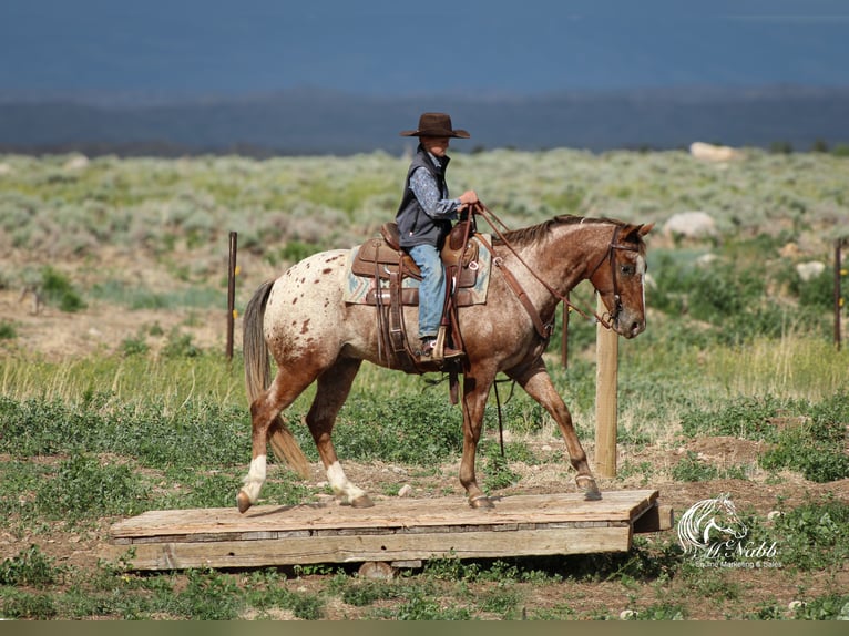 Appaloosa Wallach 5 Jahre Dunkelfuchs in Cody