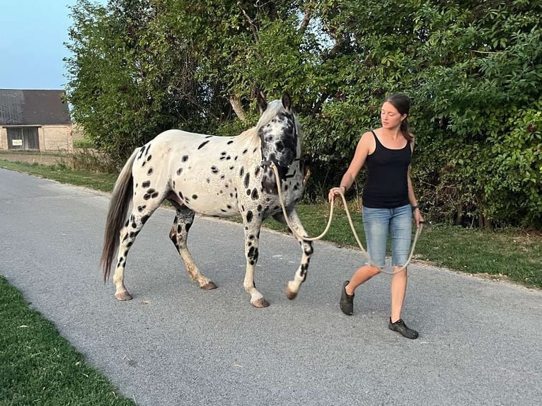 Appaloosa Wallach 5 Jahre in Poysbrunn