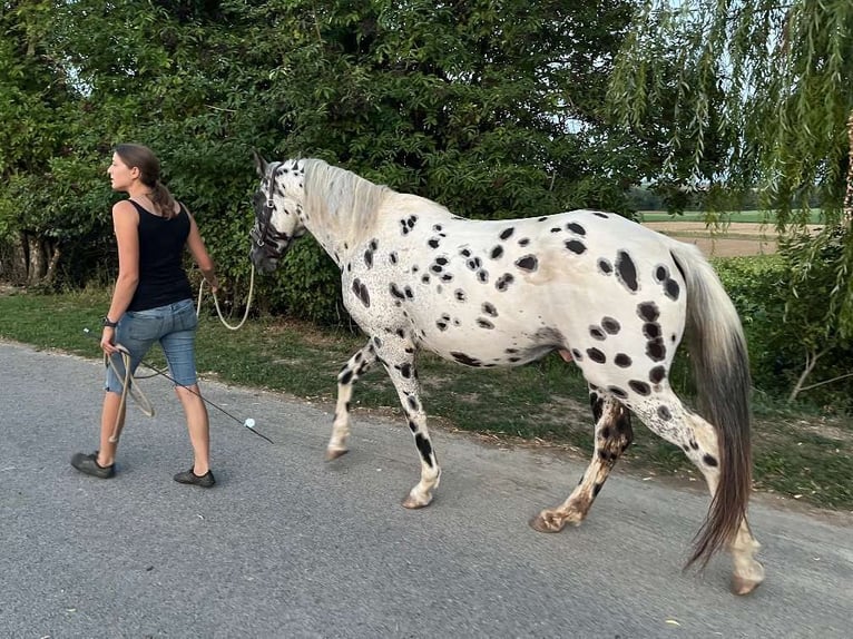 Appaloosa Wallach 5 Jahre in Poysbrunn