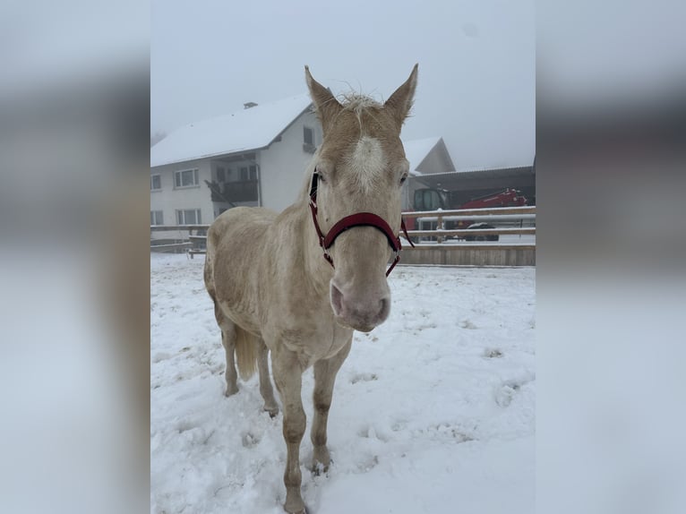 Appaloosa Wallach 5 Jahre Palomino in Höchenschwand