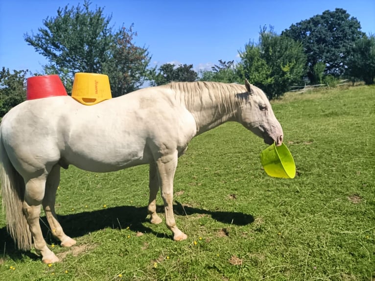 Appaloosa Wallach 5 Jahre Palomino in Höchenschwand