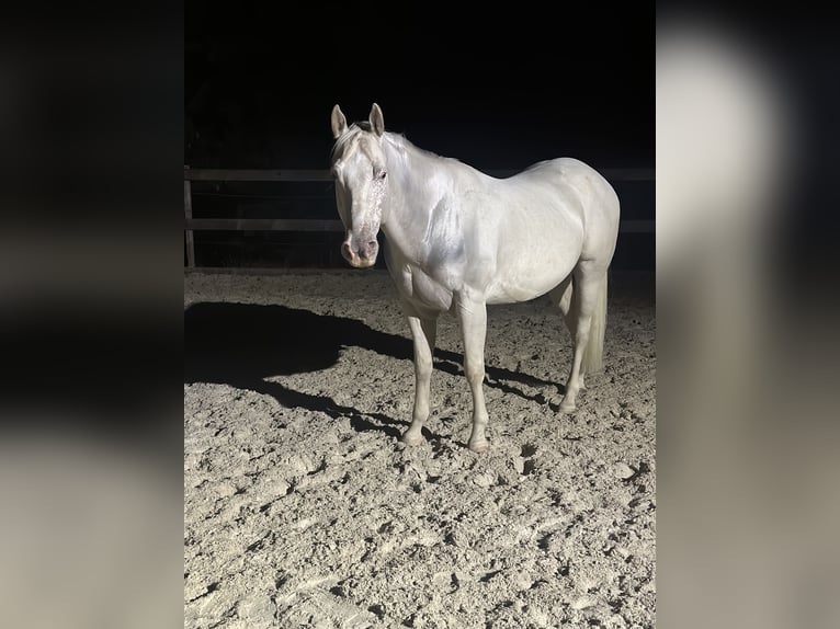 Appaloosa Wallach 5 Jahre Palomino in Höchenschwand