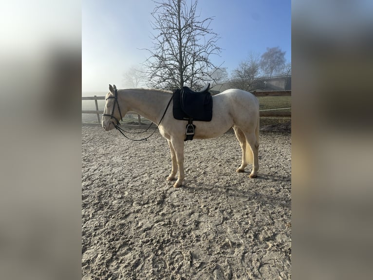 Appaloosa Wallach 5 Jahre Palomino in Höchenschwand
