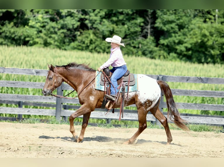 Appaloosa Wallach 5 Jahre Rotfuchs in Crab Orchard
