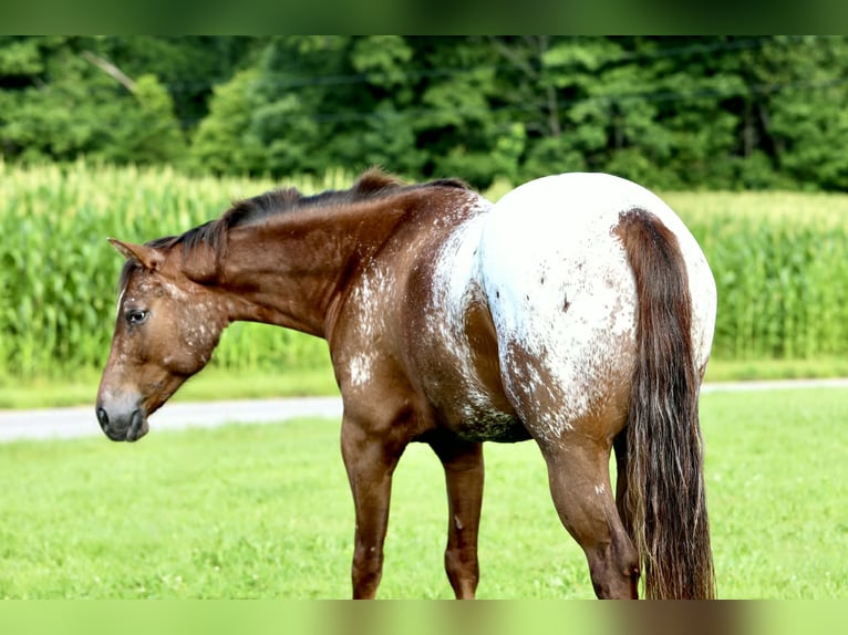 Appaloosa Wallach 5 Jahre Rotfuchs in Crab Orchard