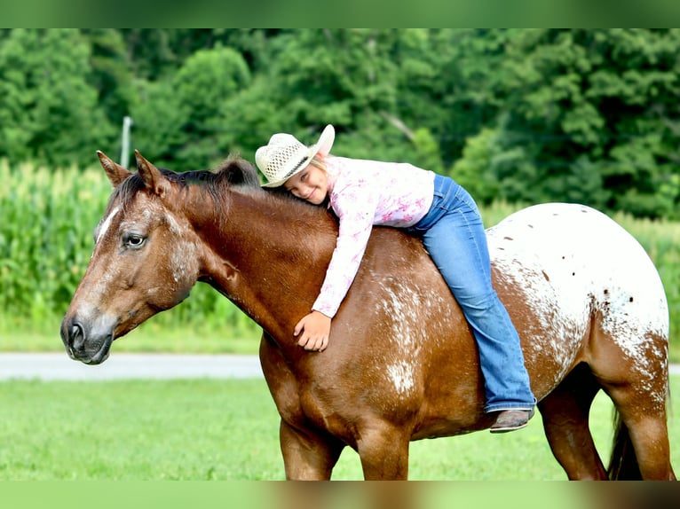 Appaloosa Wallach 5 Jahre Rotfuchs in Crab Orchard