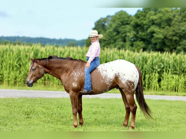 Appaloosa Wallach 5 Jahre Rotfuchs in Crab Orchard