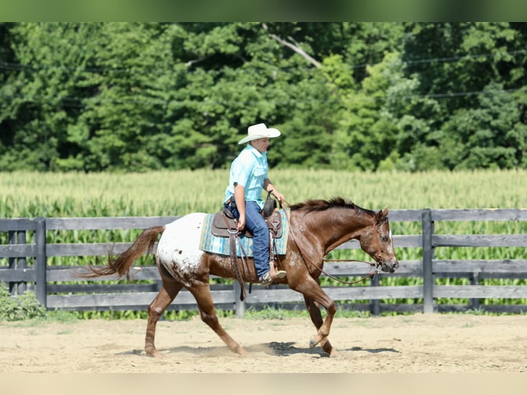 Appaloosa Wallach 5 Jahre Rotfuchs in Crab Orchard