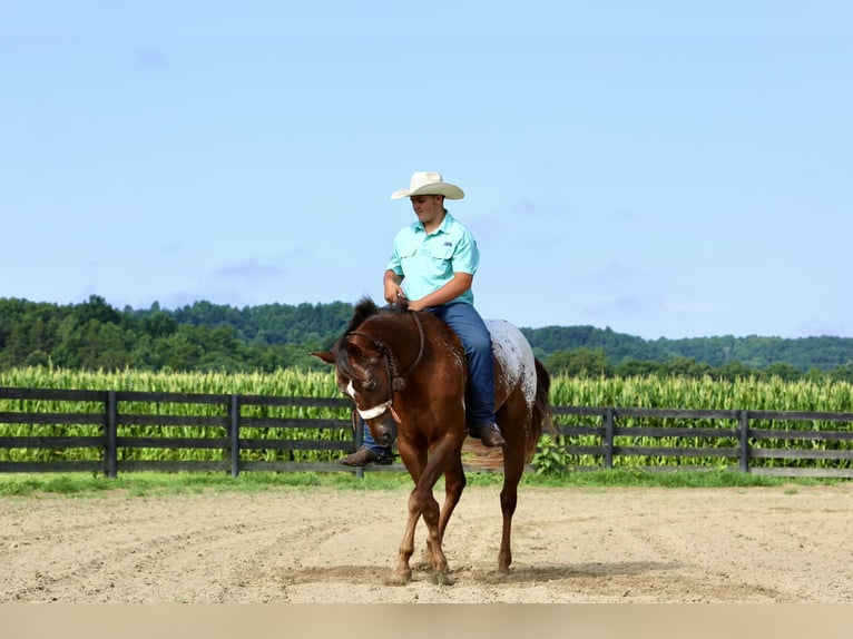 Appaloosa Wallach 5 Jahre Rotfuchs in Crab Orchard