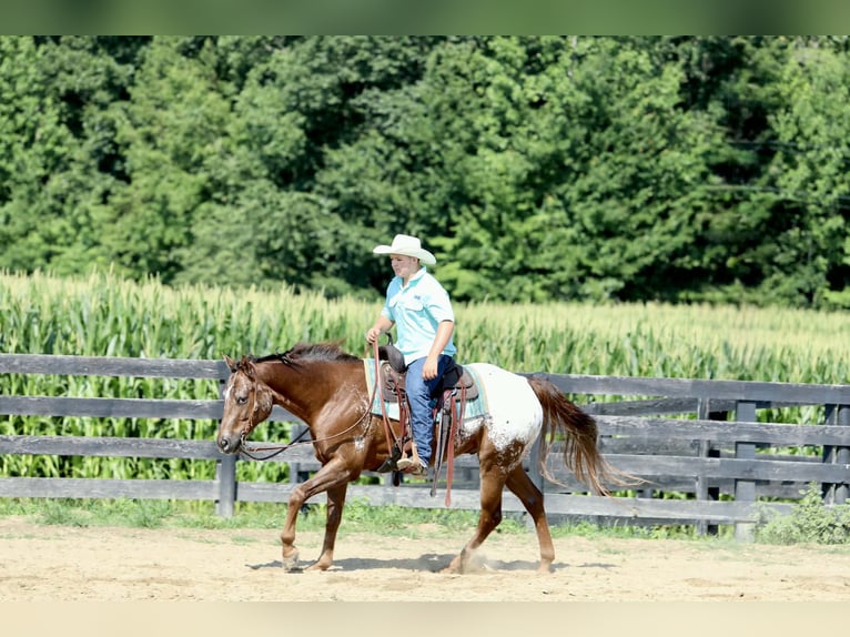 Appaloosa Wallach 5 Jahre Rotfuchs in Crab Orchard