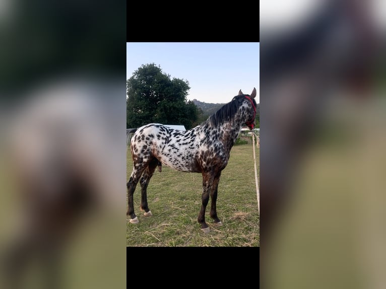 Appaloosa Wallach 5 Jahre Tigerschecke in Porriño, O (Santa Maria)
