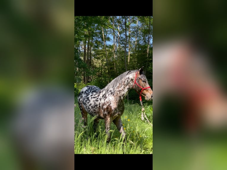 Appaloosa Wallach 5 Jahre Tigerschecke in Porriño, O (Santa Maria)