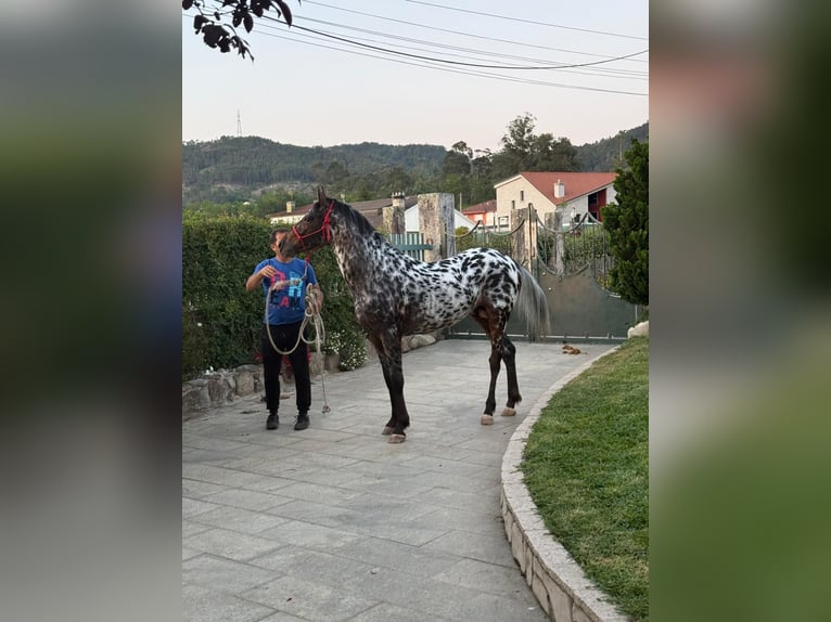Appaloosa Wallach 5 Jahre Tigerschecke in Porriño, O (Santa Maria)