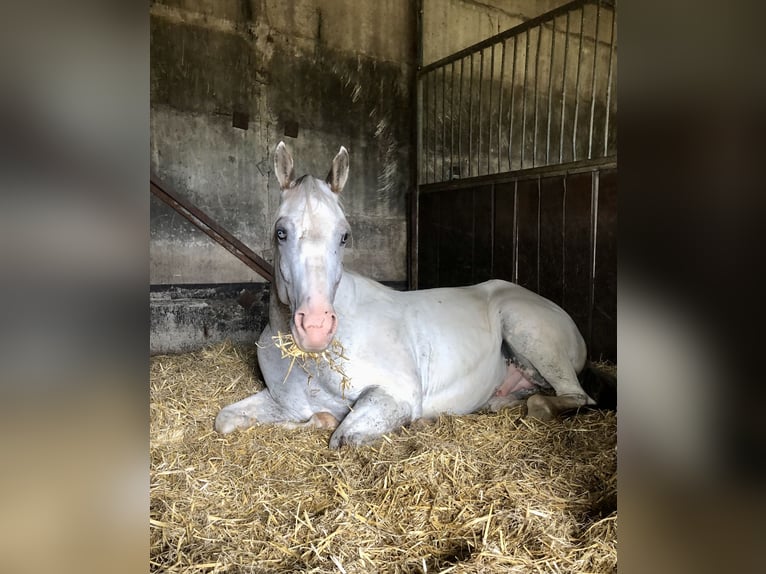 Appaloosa Wallach 5 Jahre White in Kl&#xFC;tz