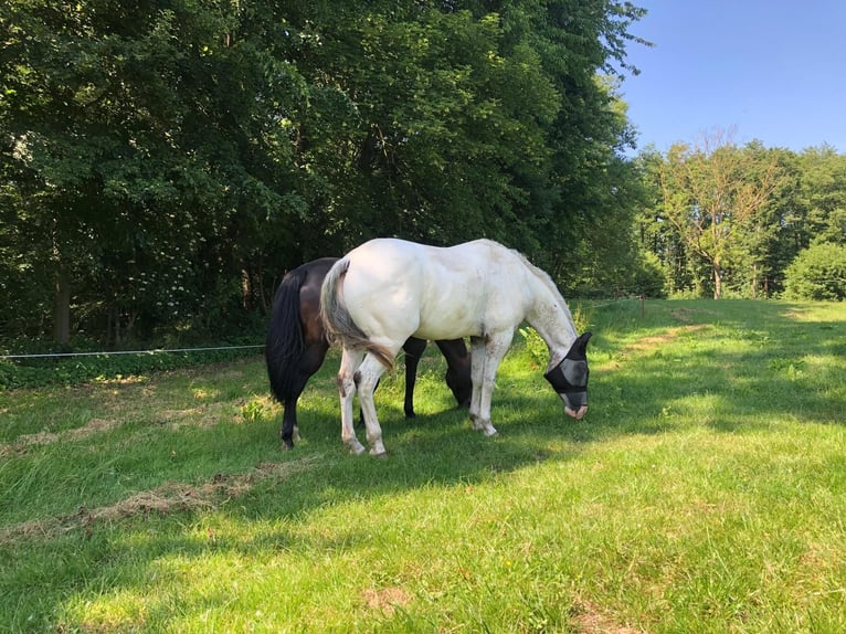 Appaloosa Wallach 5 Jahre White in Kl&#xFC;tz