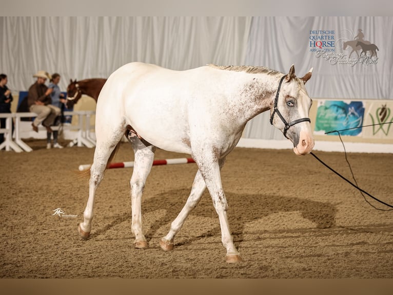 Appaloosa Wallach 5 Jahre White in Kl&#xFC;tz