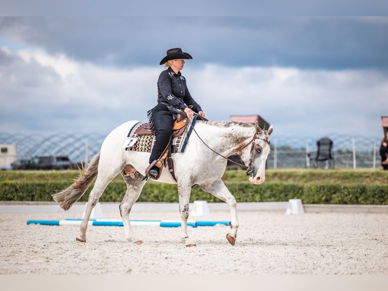 Appaloosa Wallach 5 Jahre White in Kl&#xFC;tz