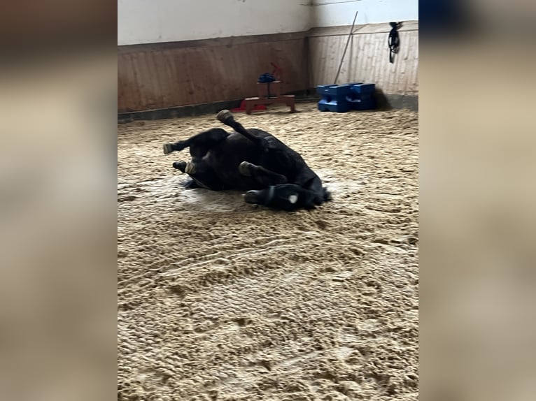 Appaloosa Wallach 6 Jahre 138 cm in Wassertr&#xFC;dingen
