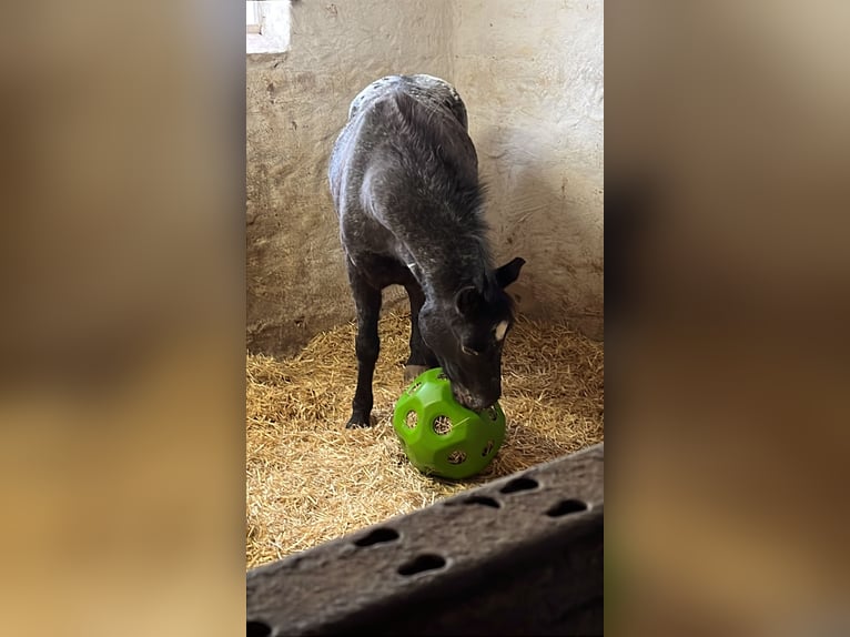 Appaloosa Wallach 6 Jahre 138 cm in Wassertr&#xFC;dingen